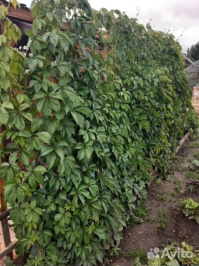 Флоксы многолетние, девичий виноград