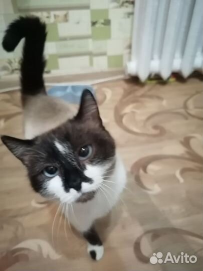 В добрые руки