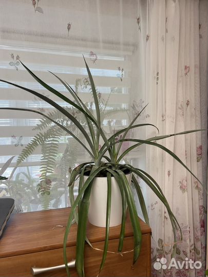 Ананас чампака