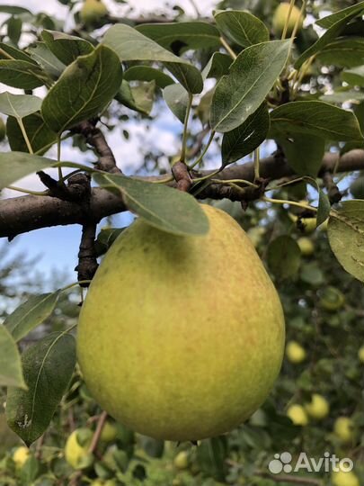Груши яблоки