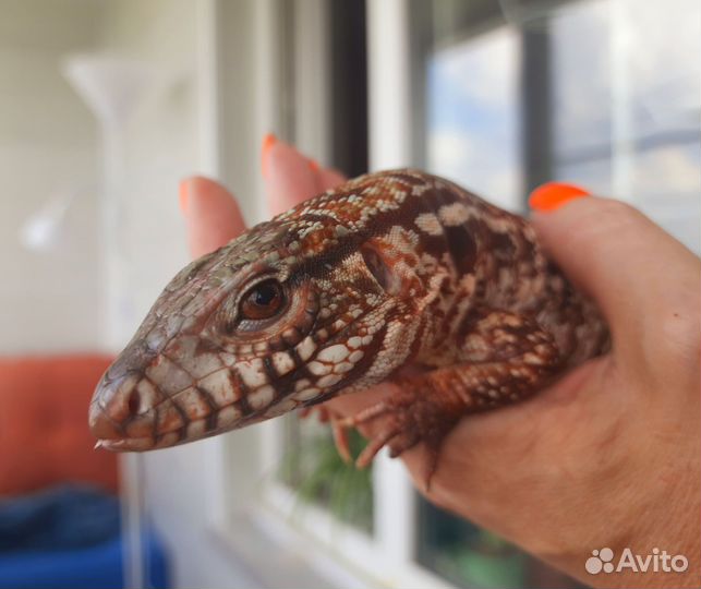 Аргентинский тегу