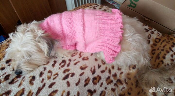Одежда для собак