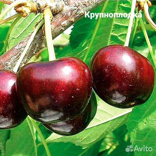 Саженцы Крупноплодных сортов черешни на всл2