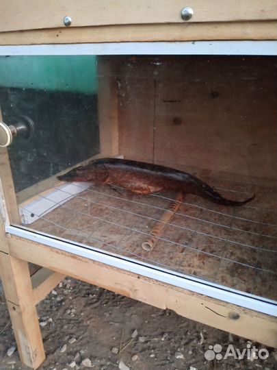 Сушилка для рыбы