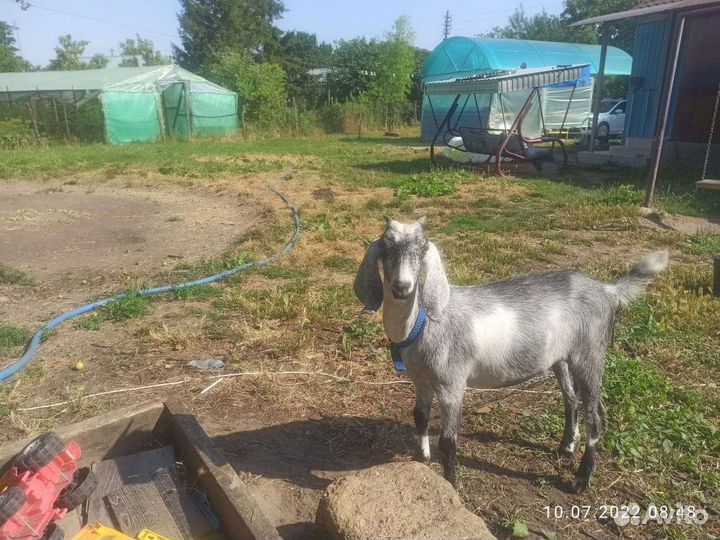 Козочка