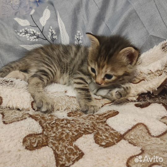 Отдам смешнявых котят в хорошие руки