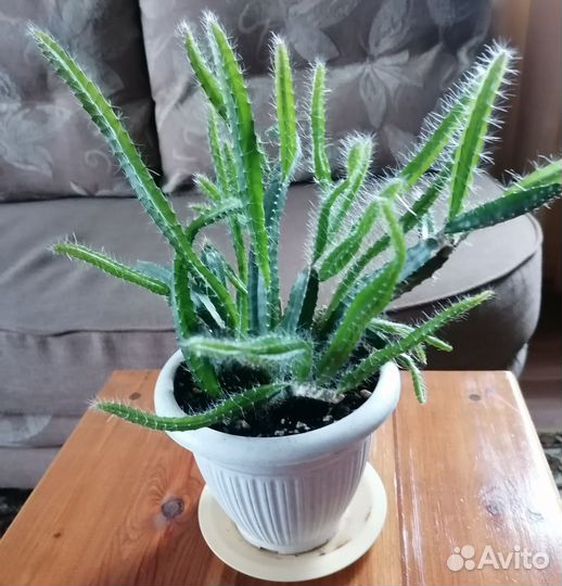 Кактус питахайя