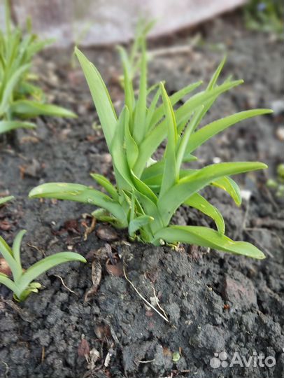 Саженцы лилии