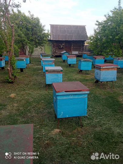 Продам пчёл, рои, пасеку. Подробности по телефону