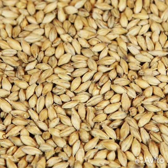 Продам ячмень