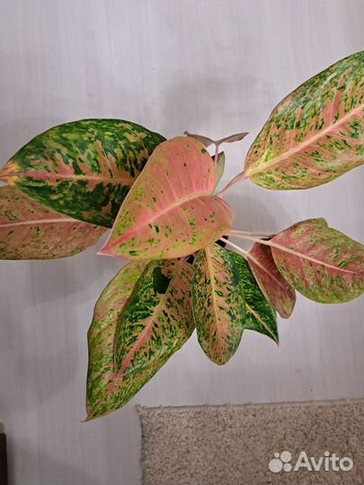 Аглаонема (взрослый цветок и детки)