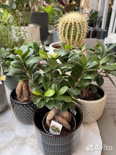 Бонсай. Фикус гинсенг