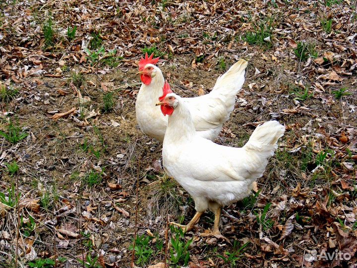 Куры несушки