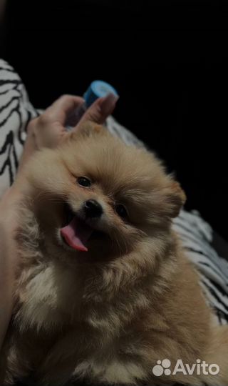 Померанский шпиц мини