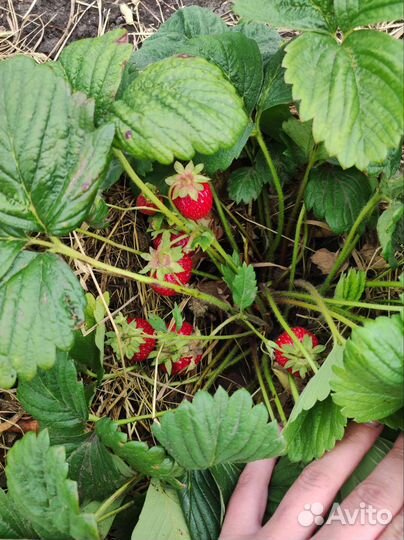 Рассада клубники