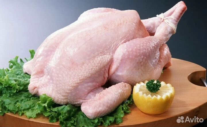 Курочка домашняя