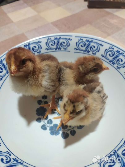 Цыплята породы Кучинская юбилейная, Доминант