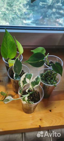 Калатея руфибарфа и фикус лирата