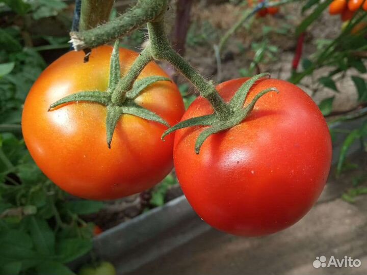 Рассада помидоров, баклажанов, капусты, огурцов