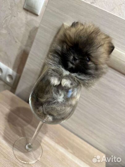 Померанский шпиц мини, микро