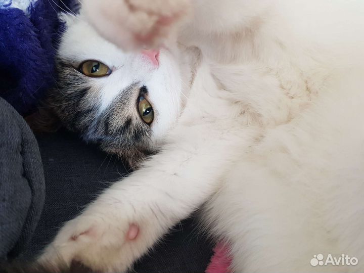 Кошка в дар бесплатно