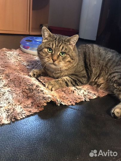 В добрые руки