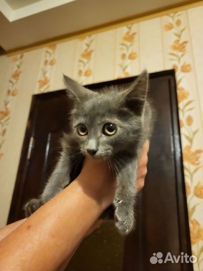 Котик серо- голубой в дар