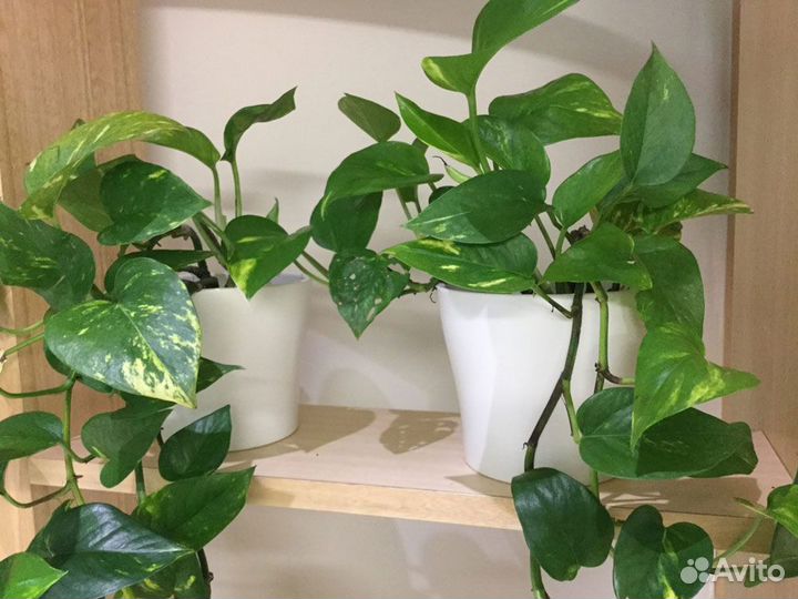 Сциндапсус золотистый