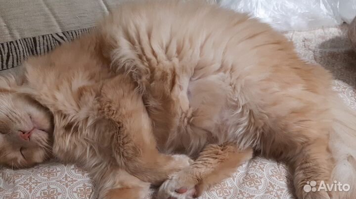 Персик котик