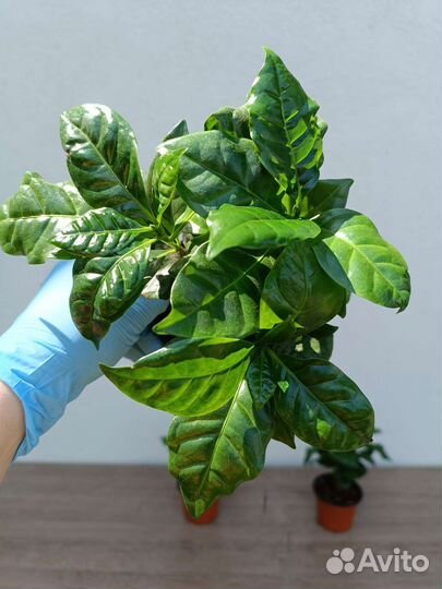 Кофейное дерево Арабика