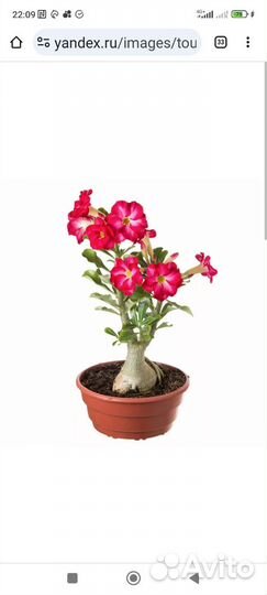 Адениум сеянцы
