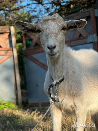 Козочка 4 месяца