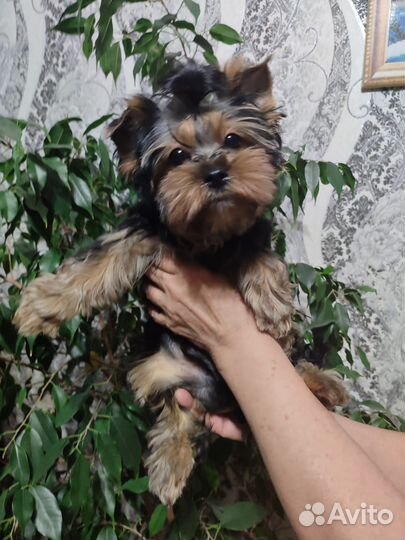 Йоркширский терьер стандарт