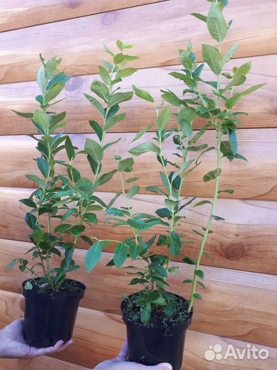 Саженцы голубики 2-х и 3-х летние