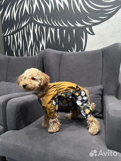 Собака модель фотосессия