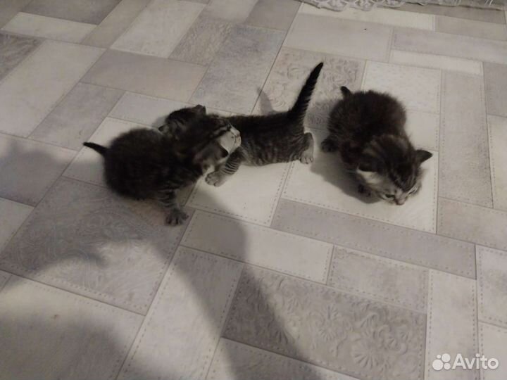Кошка в дар бесплатно