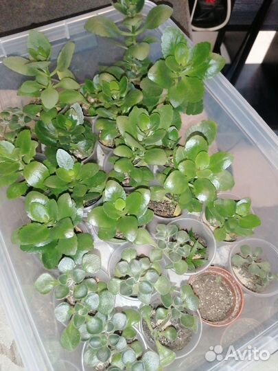 Каланхоэ цветущий