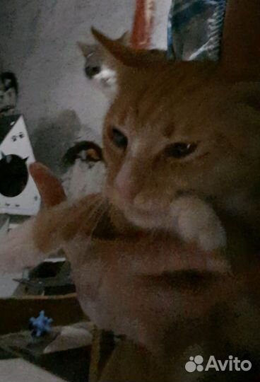 Ответственным хозяевам