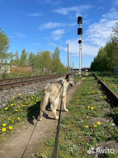 Собака 