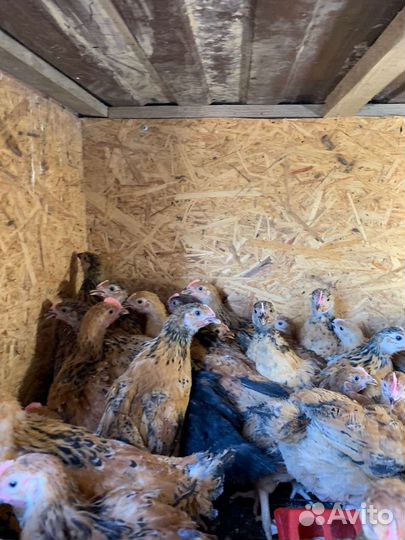 Цыплята кучинская юбилейная