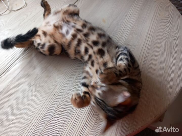 Бенгальская