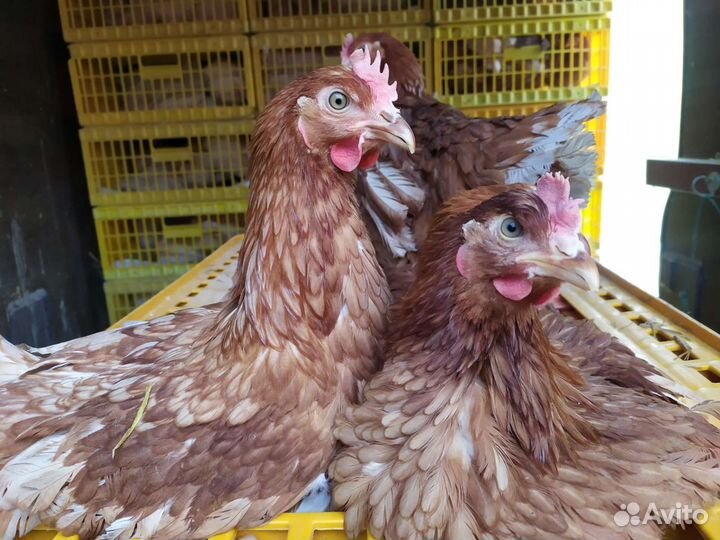 Куры Несушки