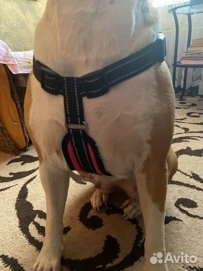 Шлейка для большой собаки