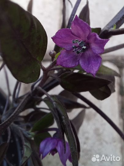 Кустики и семена острых перцев 4 сорта