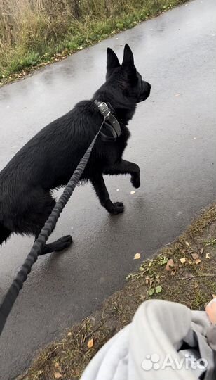 Кобель немецкой овчарки для вязки