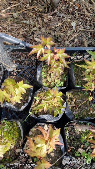 Клен япон. атеропурпуреа,гарнет,катсура,пальматум