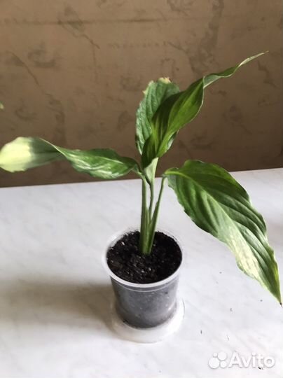 Спатифиллум