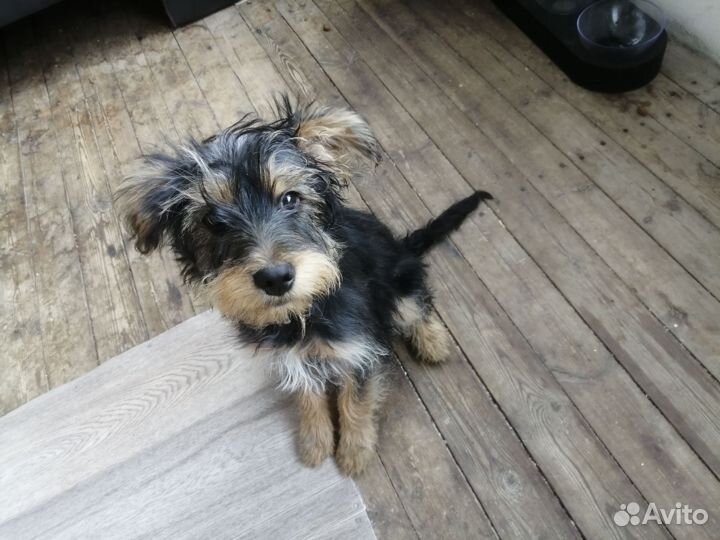 Собака в добрые руки отдам бесплатно