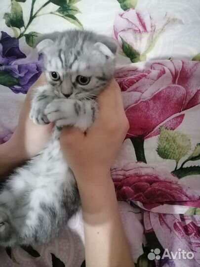 Британские котята