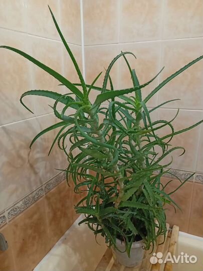 Алоэ столетник